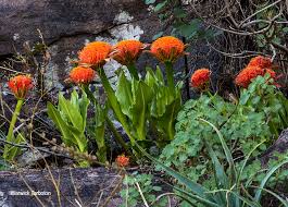 Image result for Scadoxus puniceus