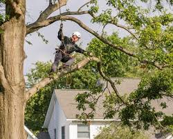 We sterilize our tools before working and between each tree to prevent the spread of disease. How Often To Prune Trees Including Oak Trees Davey Blog
