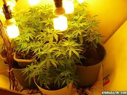 It provides a bright white light capable of taking your plants through their vegetative and flowering stages. Maximizing Indoor Grow Lighting Effeciency 420 Magazine