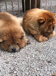 We did not find results for: Hotel Canino Y Felino Pinar Del Rey Startseite Facebook