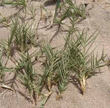 Image result for Danthoniopsis chimanimaniensis