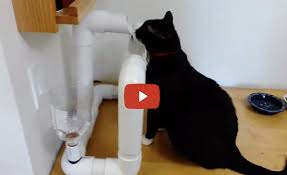 Diy cat water fountain (imgur.com). Engineer Builds His Cat A Very Cool Water Fountain Love Meow