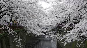 We did not find results for: Download Latest Hd Wallpapers Of Nature White Sakura Trees