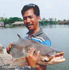 Triyono Tri Solo Raup Miliaran Rupiah Dari Galatama Kabar Mancing