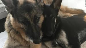 The breed's life expectancy is 12 to 14 years, according to the american kennel club. Champ And Major Biden Have Not Yet Moved Into The White House Cnnpolitics