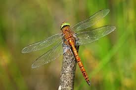 Black And Yellow Dragonfly With Long Tail Dragonflies Google Search Dragonfly Beautiful Butterflies Beautiful Nature