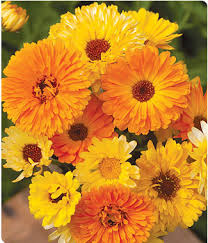 Calendula Is The Flower For October The Victorians Hidden Message In Sending The Calendula Flower Was My Flower Seeds Online Flower Seeds October Flowers