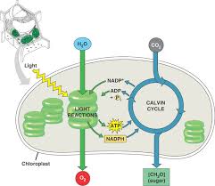 In the first photosystem, these electrons are used to generate atp. Chapter 8 1 Concepts Diagram Quizlet