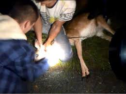 Names of males, females, babies, and groups of animals, gender of animals. Men Jailed For Torturing And Killing Baby Deer In Wales After Police Find Disturbing Video The Independent The Independent