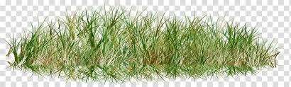 Meadow rue and 5 other dependable perennials for any garden: Drawing Of Family Lawn Grasses Herbaceous Plant Microchloa Indica Flower Garden Painting Meadow Transparent Background Png Clipart Hiclipart