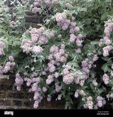 Image result for Kotschya capitulifera