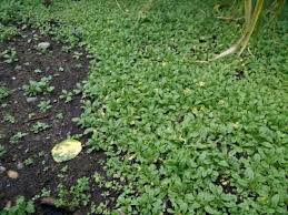 In this excerpt from his book weeding without chemicals, bob flowerdew compares different ground covers for weed control. New Groundcover Or New Weeds Doityourself Com Community Forums