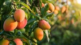 Gatherings Grove 4th Annual Mango FarmFest