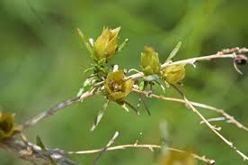 Image result for Argomuellera