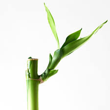 Find a lucky bamboo near you or see all lucky bamboo locations. Dracaena Pflanze Glucksbambus 45 Cm Ikea Deutschland