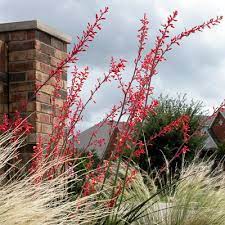 Check out our red yucca plant selection for the very best in unique or custom, handmade pieces from our succulents shops. Red Yuccas Rule Neil Sperry S Gardens