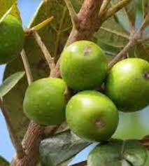 Image result for Vitex payos