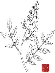 Image result for Aspidoglossum biflorum