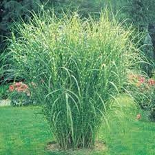 Maybe you would like to learn more about one of these? Zebra Grass Decoration Grass Swipe Right Actual Garden Design Etsy Ornamental Grass Landscape Perennial Grasses Tall Grass Landscaping