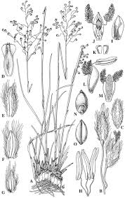 Image result for Acritochaete volkensii