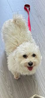 Dog got lost at admirals park or near by If anyone has seen him please  contact me 🙏 07960868652