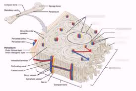 Foot bone diagram unlabled wiring diagram t3. Compact Bone Diagram 3 Diagram Quizlet