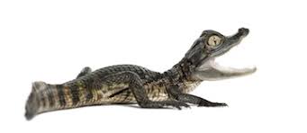 Alligators And Caimans For Sale
