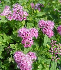 Image result for Spiraea japonica ´Little Princess