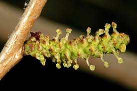 Image result for Spirostachys