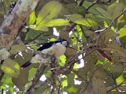 Image result for Monotes hypoleucus