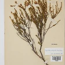 Image result for Pegolettia retrofracta