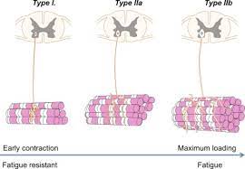 Fast Muscle Fiber An Overview Sciencedirect Topics