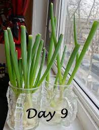 Growing Scallions Succulent Garden Landscape Container Flowers Growing Food