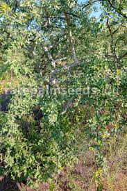 Image result for Commiphora tenuipetiolata