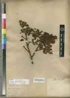 Image result for Viscum tuberculatum