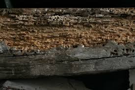 La Vrillette Un Coleoptere Xylophage Degats Et Lutte Vers De Bois Coleoptere Bois