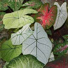 Caladiums are not winter hardy in most of the country. Care Of Caladium Plants Varieties Overwintering Flowers And More