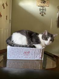 What's the point of having a big cat litter box? Fat Cat Little Box Album On Imgur
