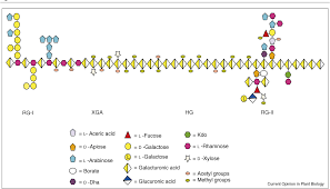 Plant cells are surrounded by cell walls consisting of complex networks of polysaccharides and glycoproteins. Pdf Pectin Structure And Biosynthesis Semantic Scholar