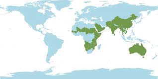 Image result for Acrachne