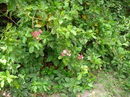 Image result for Combretum engleri