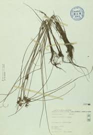 Image result for Pycreus flavidus