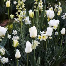 Check spelling or type a new query. Beautiful Fluffy Flowers Flowers Are White Names Descriptions And Photos Of White Flowers