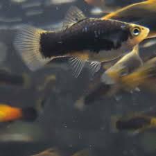 Image result for Platycaulos