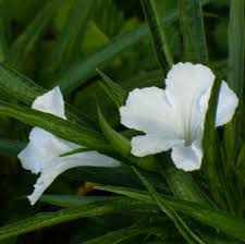 Maybe you would like to learn more about one of these? Katie White Dwarf Ruellia Dwarf Mexican Petunia Desert Petunia Mexican Blue Bells Florida Bluebells Butterfly Plants Almost Eden