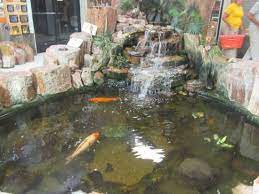 If himself erenow have a wonderful blossoming in your back yard, myself may want to consider adding something more to the landscaping i already have. Koi Fish Pond Jim Gray S Petrified Wood Co Holboork Arizona Picture Of Jim Gray S Petrified Wood Co Holbrook Tripadvisor