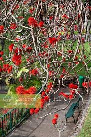 Image result for Erythrina abyssinica