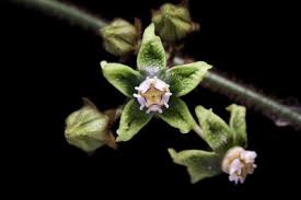 Image result for Thunbergianthus ruwenzoriensis