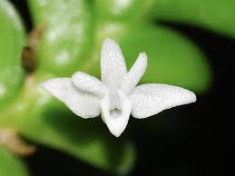Image result for Angraecum distichum