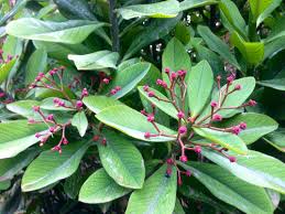 Image result for Euphorbia grantii